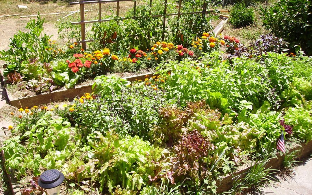 4 Ways to Help Your Garden Survive Summer