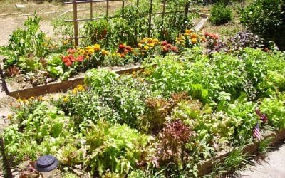 4 Ways to Help Your Garden Survive Summer