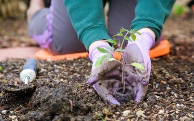 3 Tips for Planting in the Fall