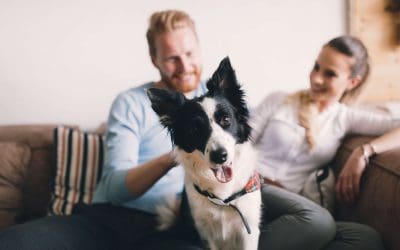 Pet-Proofing Your Home